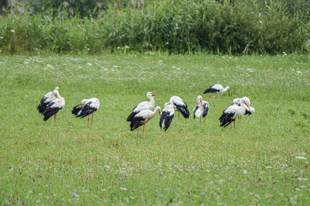 Kelepelés Hargitától Afrikáig
